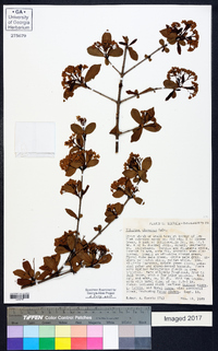 Viburnum obovatum image