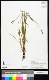 Scleria reticularis image