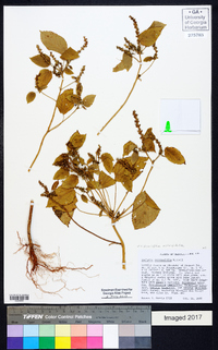 Acalypha ostryifolia image