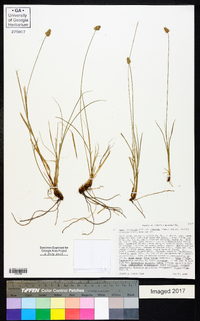 Carex retroflexa image