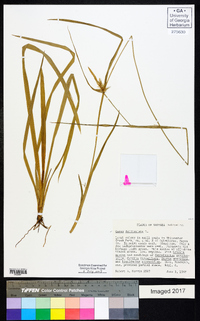 Carex folliculata image