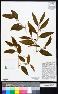 Smilax smallii image