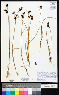 Juncus scirpoides image