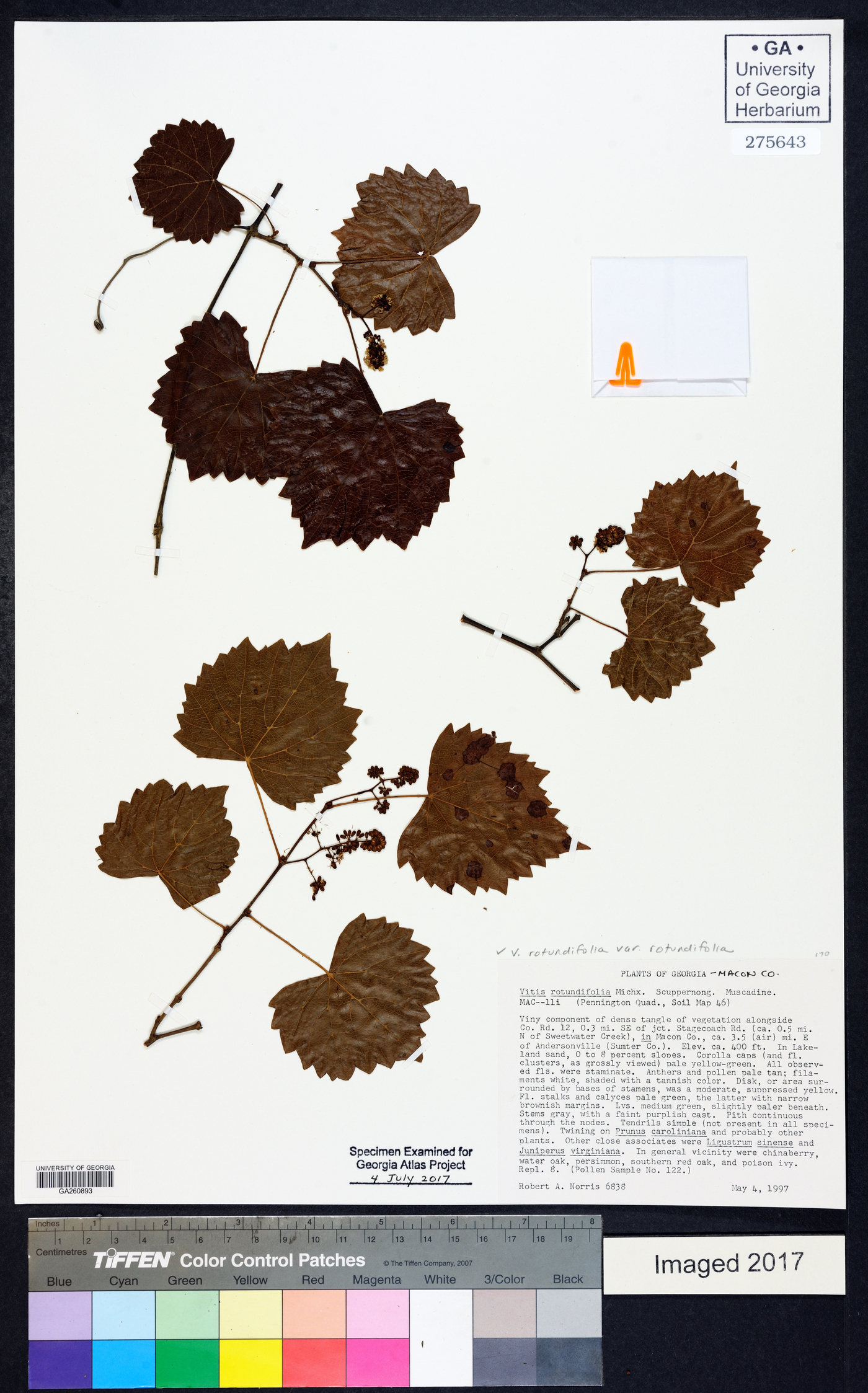 Muscadinia rotundifolia image