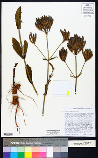 Verbena bonariensis image