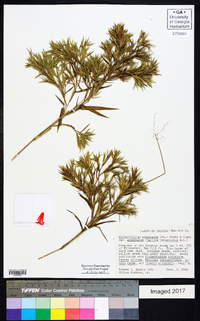 Dichanthelium acuminatum subsp. acuminatum image