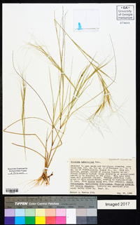 Aristida tuberculosa image