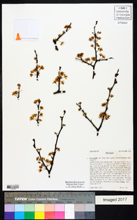 Prunus umbellata image