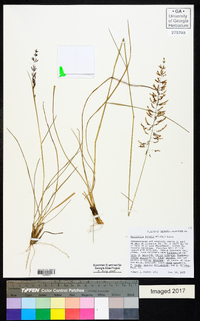 Sporobolus junceus image