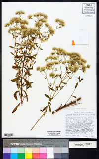 Eupatorium linearifolium image