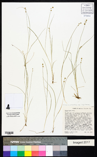 Carex atlantica subsp. capillacea image