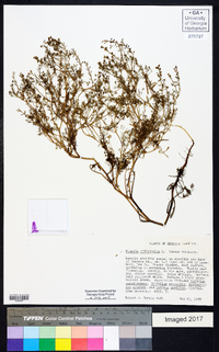 Fumaria officinalis image