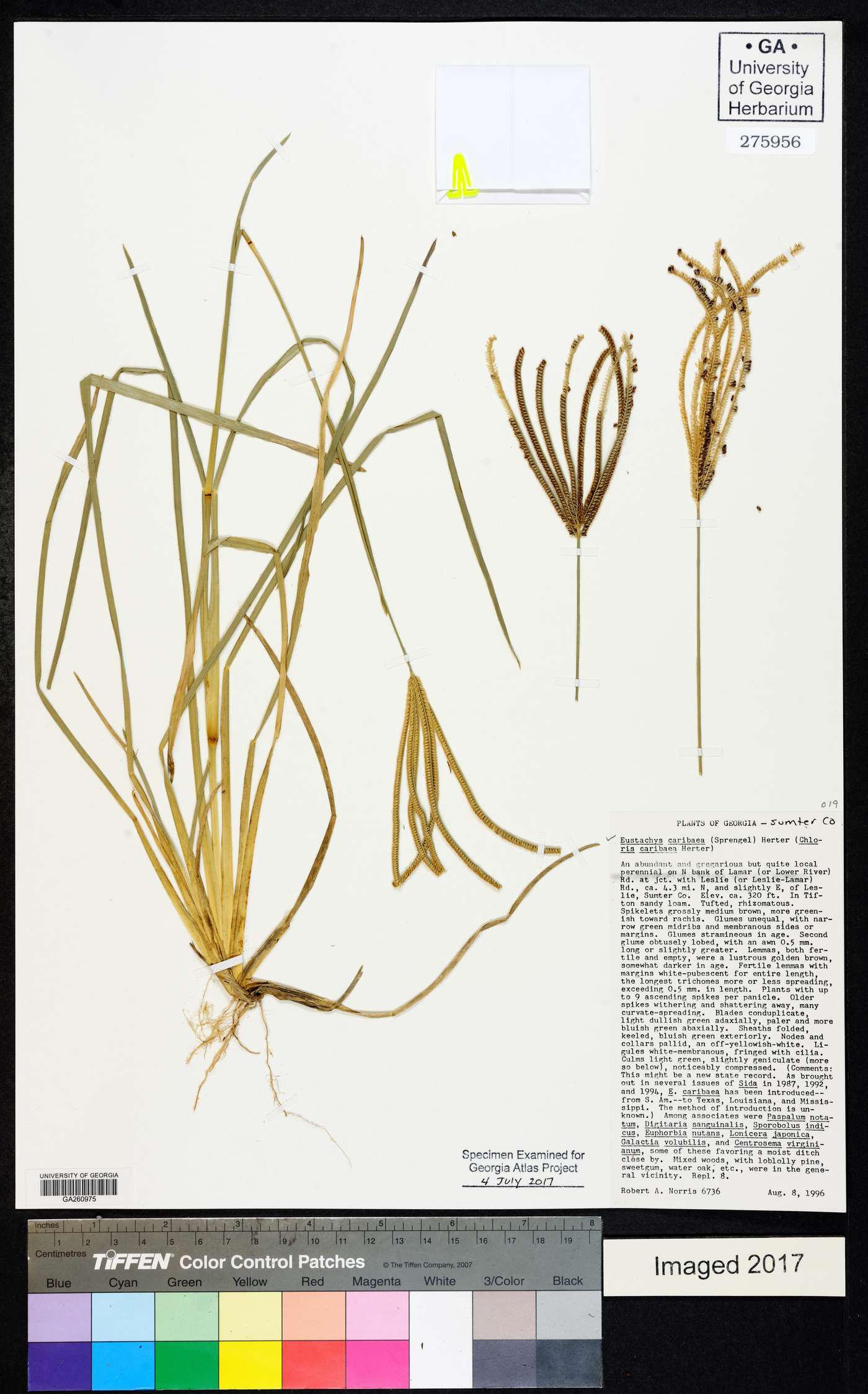 Eustachys caribaea image