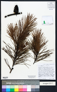 Pinus glabra image