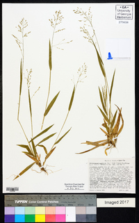 Dichanthelium laxiflorum image