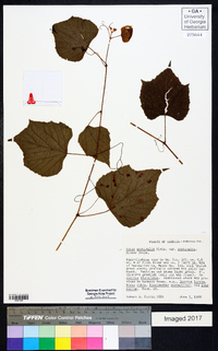 Vitis aestivalis var. aestivalis image