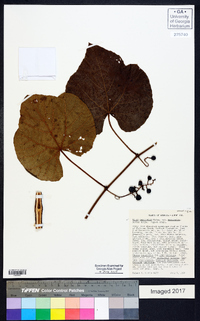 Vitis aestivalis var. aestivalis image