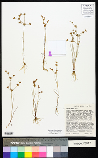 Juncus debilis image