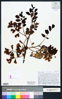 Robinia hispida image