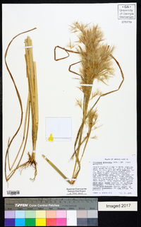 Andropogon glomeratus image