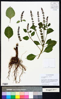 Ocimum tenuiflorum image