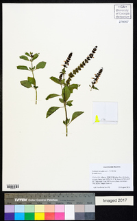 Ocimum tenuiflorum image