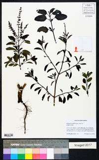 Ocimum tenuiflorum image