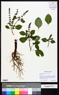 Ocimum tenuiflorum image