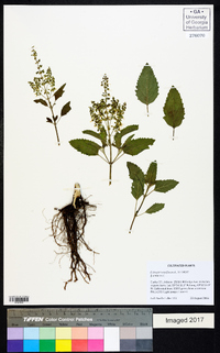 Ocimum tenuiflorum image