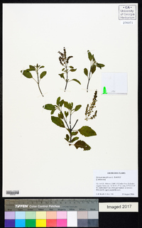 Ocimum tenuiflorum image