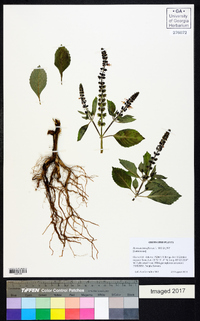 Ocimum tenuiflorum image