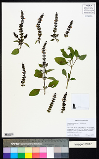 Ocimum tenuiflorum image