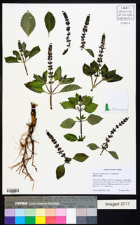 Ocimum tenuiflorum image