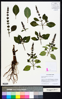 Ocimum tenuiflorum image
