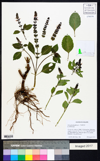 Ocimum tenuiflorum image