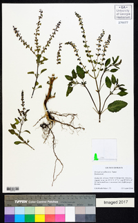 Ocimum tenuiflorum image