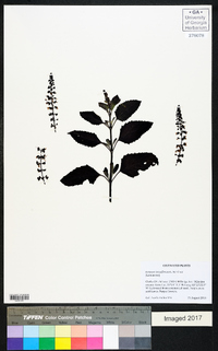 Ocimum tenuiflorum image