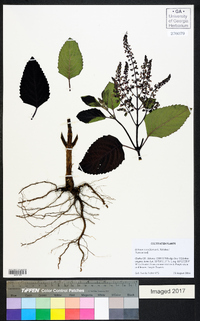 Ocimum tenuiflorum image