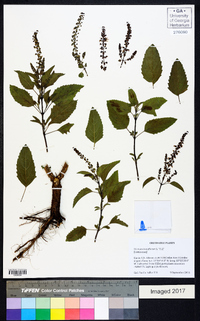 Ocimum tenuiflorum image
