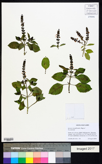 Ocimum tenuiflorum image