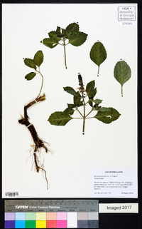 Ocimum tenuiflorum image