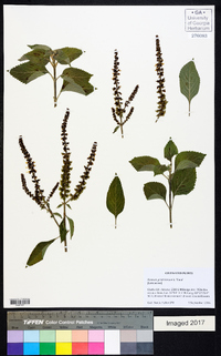 Ocimum gratissimum image