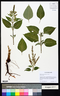 Ocimum gratissimum image