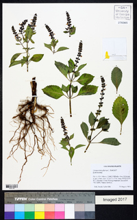 Ocimum tenuiflorum image