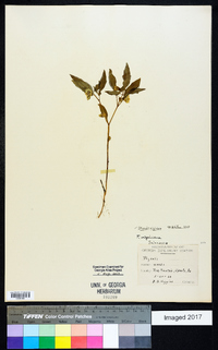 Physalis virginiana image