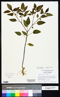 Physalis longifolia image