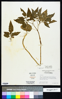 Physalis longifolia image