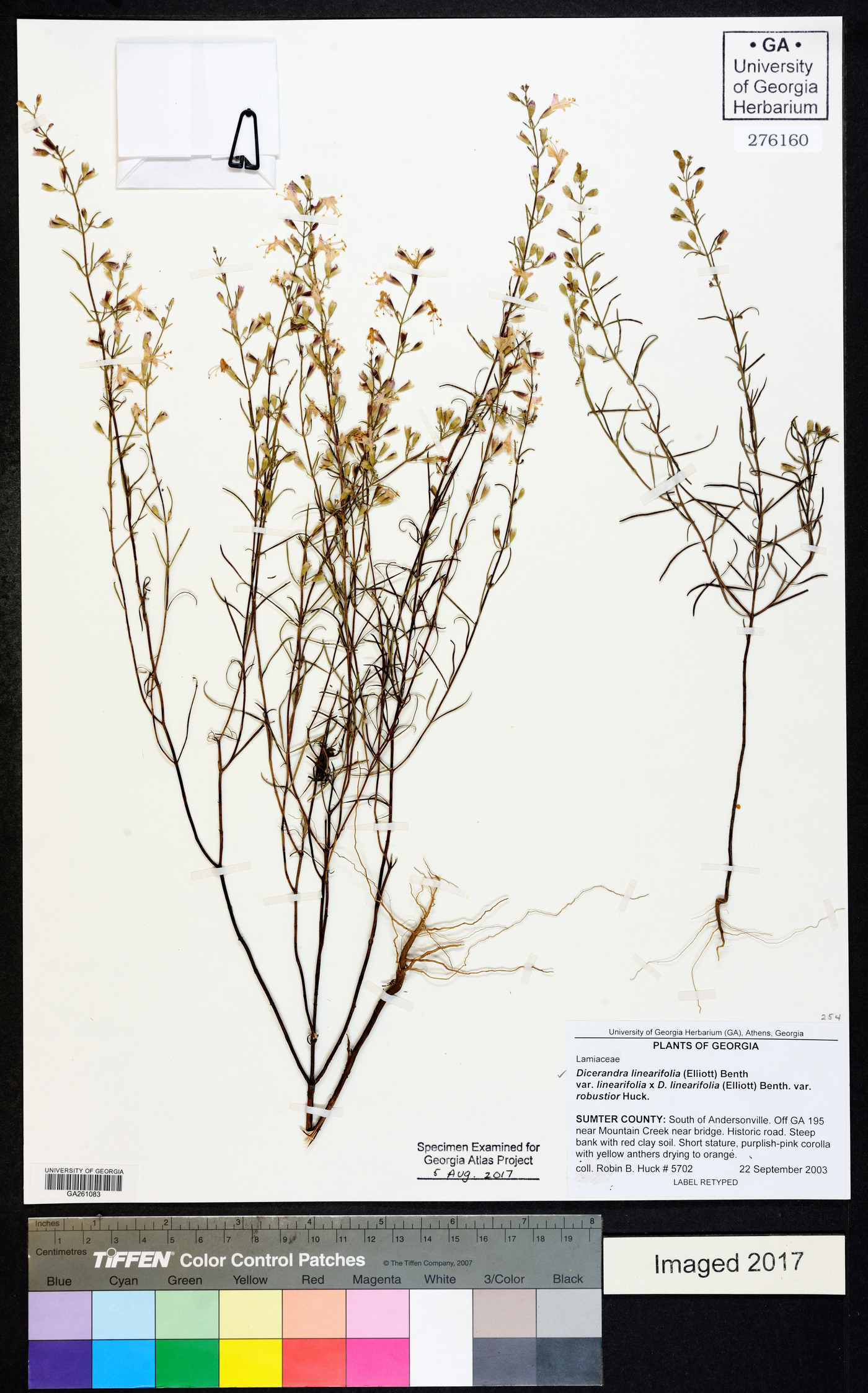 Dicerandra linearifolia var. robustior image