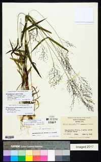 Dichanthelium dichotomum var. dichotomum image