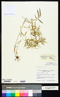 Dichanthelium dichotomum var. dichotomum image